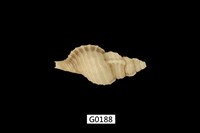 藏品(瘦毛法螺)的圖片